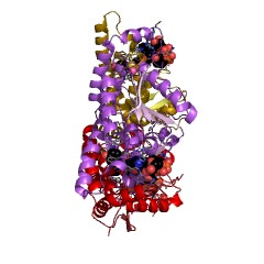 مثال ساختار 4-chlorobenzoyl-CoA dehalogenase EC#: 3.8.1.7