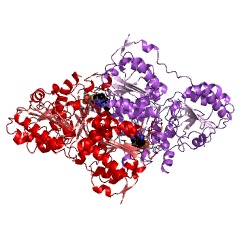 Example Structure of pyruvate decarboxylase EC#: 4.1.1.1
