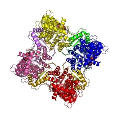 Example Structure of ribulose-bisphosphate carboxylase EC#: 4.1.1.39