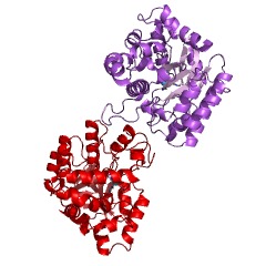 Example Structure of aminocarboxymuconate-semialdehyde decarboxylase EC#: 4.1.1.45