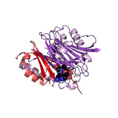 Example Structure of adenosylmethionine decarboxylase EC#: 4.1.1.50