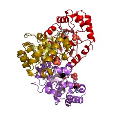 Example Structure of 2-dehydro-3-deoxy-phosphogluconate aldolase EC#: 4.1.2.14