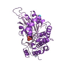 Example Structure of phenylserine aldolase EC#: 4.1.2.26
