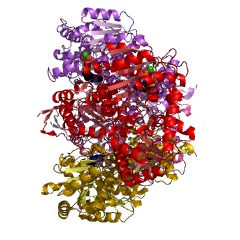 Example Structure of benzoin aldolase EC#: 4.1.2.38