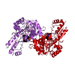 Example Structure of low-specificity L-threonine aldolase EC#: 4.1.2.48