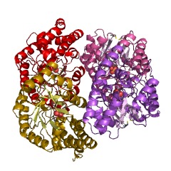 Example Structure of 2-dehydro-3-deoxy-D-gluconate aldolase EC#: 4.1.2.51