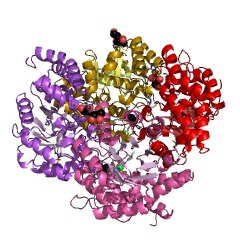 Example Structure of 2-dehydro-3-deoxy-phosphogluconate/2-dehydro-3-deoxy-6-phosphogalactonate aldolase EC#: 4.1.2.55