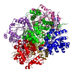 Example Structure of malyl-CoA lyase EC#: 4.1.3.24