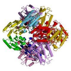 Example Structure of 3-dehydroquinate dehydratase EC#: 4.2.1.10