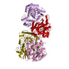 Example Structure of phosphopyruvate hydratase EC#: 4.2.1.11