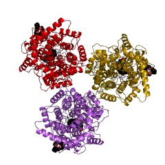 Example Structure of squalene-hopanol cyclase EC#: 4.2.1.129