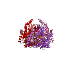 Example Structure of (R)-2-hydroxyisocaproyl-CoA dehydratase EC#: 4.2.1.157
