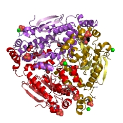 Example Structure of enoyl-CoA hydratase EC#: 4.2.1.17