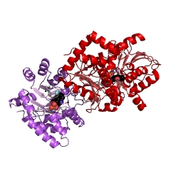Example Structure of tryptophan synthase EC#: 4.2.1.20