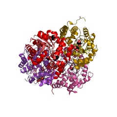 Example Structure of 5-dehydro-4-deoxyglucarate dehydratase EC#: 4.2.1.41