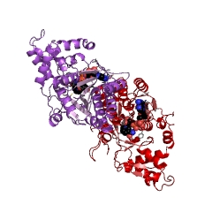 Example Structure of dTDP-glucose 4,6-dehydratase EC#: 4.2.1.46