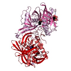 Example Structure of trans-L-3-hydroxyproline dehydratase EC#: 4.2.1.77