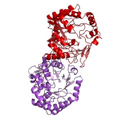 Example Structure of mannonate dehydratase EC#: 4.2.1.8