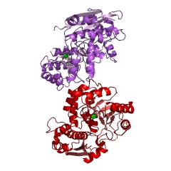 Example Structure of D(-)-tartrate dehydratase EC#: 4.2.1.81