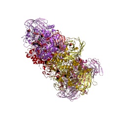 Example Structure of exo-(1-></noscript>4)-alpha-D-glucan lyase EC#: 4.2.2.13″ /></td>
</tr>
<tr>
<td>Synonyms</td>
<td>(1,4)-alpha-D-glucan exo-4-lyase (1,5-anhydro-D-fructose-forming), Ag111, alpha-(1,4)-Glucan 1,5-anhydro-D-fructose eliminase, alpha-1,4-Glucan exo-lyase, alpha-1,4-Glucan lyase, alpha-1,4-glucan lyase isozyme 1, Dehydratase, alpha-1,4-glucan, exo-(1,4)-alpha-D-glucan lyase, Exo-alpha-1,4-glucan lyase, GLase</td>
</tr>
<tr>
<td>EC Number</td>
<td>4.2.2.13</td>
</tr>
<tr>
<td>CAS Registry Number</td>
<td>148710-18-3</td>
</tr>
<tr>
<td>Comments</td>
<td>The enzyme catalyses the sequential degradation of (1¡ú4)-¦Á-D-glucans from the non-reducing end with the release of 1,5-anhydro-D-fructose. Thus, for an ¦Á-glucan containing?n?(1¡ú4)-linked glucose units, the final products are 1 glucose plus (n-1) 1,5-anhydro-D-fructose. Maltose, maltosaccharides and amylose are all completely degraded. It does not degrade (1¡ú6)-¦Á-glucosidic bonds and thus the degradation of a branched glucan, such as amylopectin or glycogen, will result in the formation of 1,5-anhydro-D-fructose plus a limit dextrin. Other enzymes involved in the anhydrofructose pathway are EC?4.2.1.110?(aldos-2-ulose dehydratase), EC?4.2.1.111?(1,5-anhydro-D-fructose dehydratase) and EC?5.3.2.7?(ascopyrone tautomerase).</td>
</tr>
<tr>
<td>Cofactor</td>
<td></td>
</tr>
<tr>
<td>History</td>
<td></td>
</tr>
<tr>
<td>Reactions</td>
<td>Linear alpha-glucan = (n-1) 1,5-anhydro-D-fructose + D-glucose.</td>
</tr>
</tbody>
</table>
</figure>
<!-- Developer mode initialization; Version: 1.2.9;Relation: tags; All categories: 1;No taxonomy terms to get posts;Plugin execution time: 0.00050997734069824 sec; --><!-- CONTENT END 1 -->
        
<table>
<tr><td colspan=