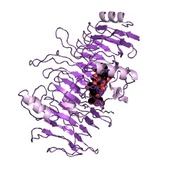 Example Structure of chondroitin B lyase EC#: 4.2.2.19