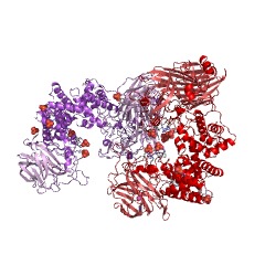Example Structure of chondroitin-sulfate-ABC exolyase EC#: 4.2.2.21