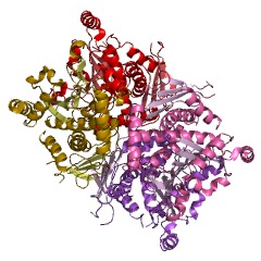 Example Structure of chorismate synthase EC#: 4.2.3.5