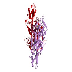 Example Structure of phenylalanine ammonia-lyase EC#: 4.3.1.24
