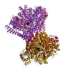 Example Structure of choline trimethylamine-lyase EC#: 4.3.99.4
