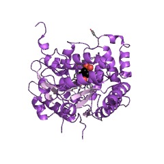 Example Structure of cysteine-S-conjugate beta-lyase EC#: 4.4.1.13