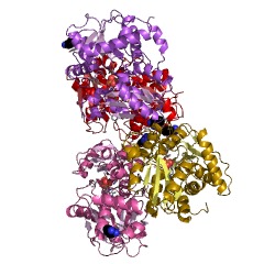 Example Structure of D-cysteine desulfhydrase EC#: 4.4.1.15