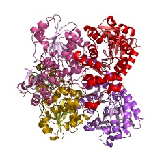 Example Structure of homocysteine desulfhydrase EC#: 4.4.1.2