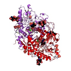 Example Structure of alliin lyase EC#: 4.4.1.4