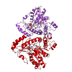 Example Structure of cystathionine beta-lyase EC#: 4.4.1.8
