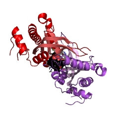 Example Structure of adenylate cyclase EC#: 4.6.1.1