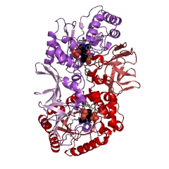 Example Structure of alanine racemase EC#: 5.1.1.1