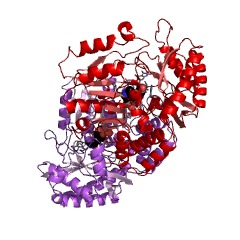 Contoh Struktur racemase 2-aminohexano-6-lactam EC #: 5.1.1.15