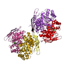 Example Structure of L-Ala-D/L-Glu epimerase EC#: 5.1.1.20
