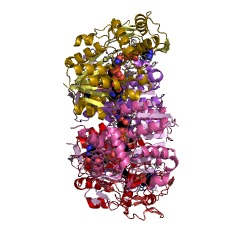 Example Structure of CDP-paratose 2-epimerase EC#: 5.1.3.10