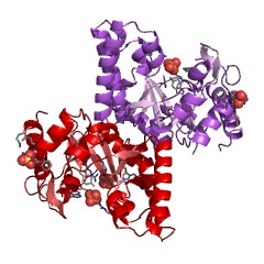 Example Structure of L-ribulose-5-phosphate 3-epimerase EC#: 5.1.3.22