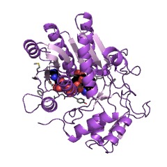 Example Structure of UDP-N-acetylglucosamine 4-epimerase EC#: 5.1.3.7