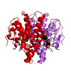 Example Structure of maleylpyruvate isomerase EC#: 5.2.1.4