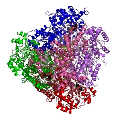 Example Structure of D-arabinose isomerase EC#: 5.3.1.3