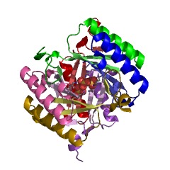 Example Structure of oxaloacetate tautomerase EC#: 5.3.2.2