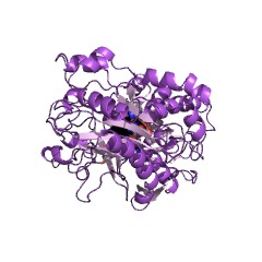 Example Structure of steroid DELTA-isomerase EC#: 5.3.3.1