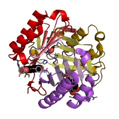 Example Structure of L-dopachrome isomerase EC#: 5.3.3.12