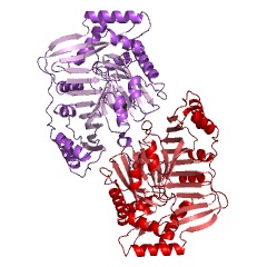 Example Structure of isochorismate synthase EC#: 5.4.4.2