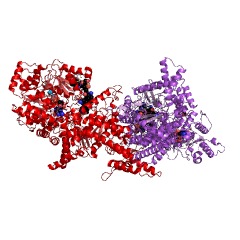 Example Structure of isobutyryl-CoA mutase EC#: 5.4.99.13