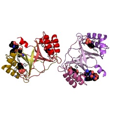 Example Structure of 4-carboxymethyl-4-methylbutenolide mutase EC#: 5.4.99.14