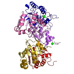 Example Structure of D-ribose pyranase EC#: 5.4.99.62